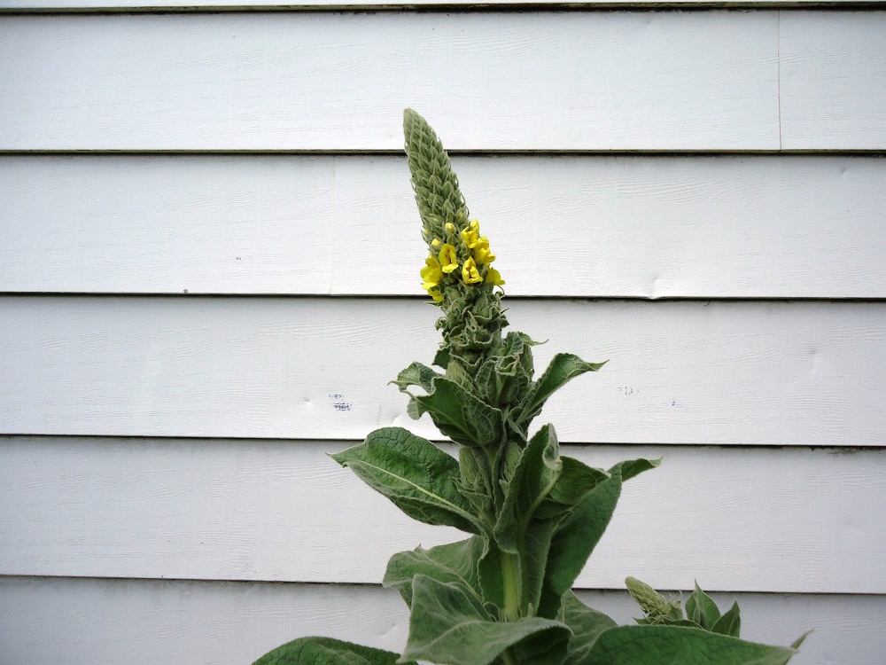 Great Mullein, Vancouver Island, BC