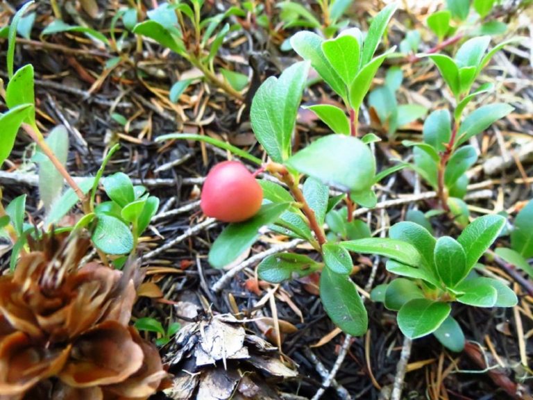 Kinnikinnick Plant, Vancouver Island, BC Gohiking