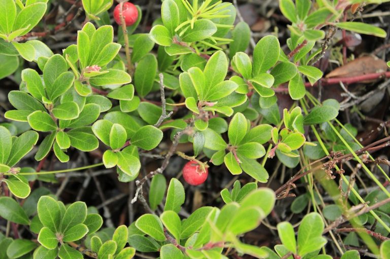 Kinnikinnick Plant, Vancouver Island, BC Gohiking