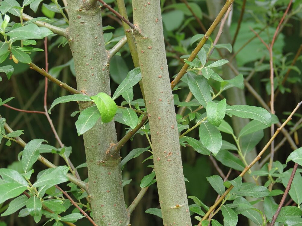 Willow, Vancouver Island, BC