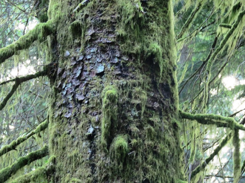 Spruce Bark, Vancouver Island, BC