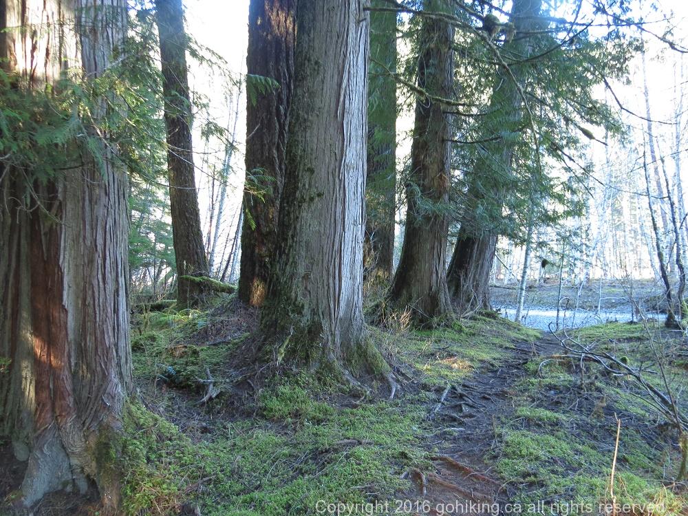 White River, Vancouver Island, BC