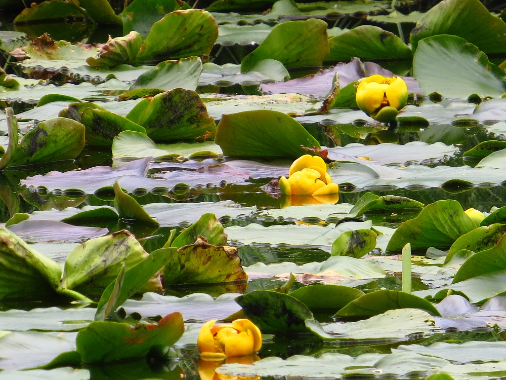 Yellow Water Lily, Vancouver Island, BC