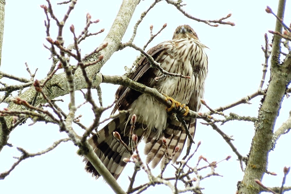 Coopers Hawk, Vancouver Island, BC Coopers Hawk, Vancouver Island, BC