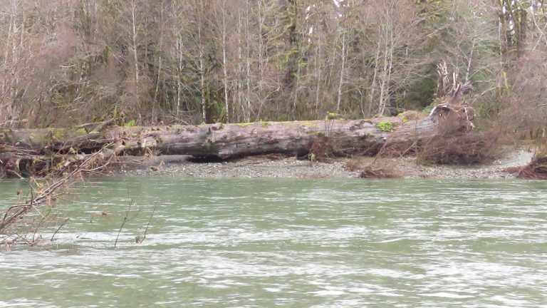 Nit Nat nitinat river (36) | Gohiking.ca