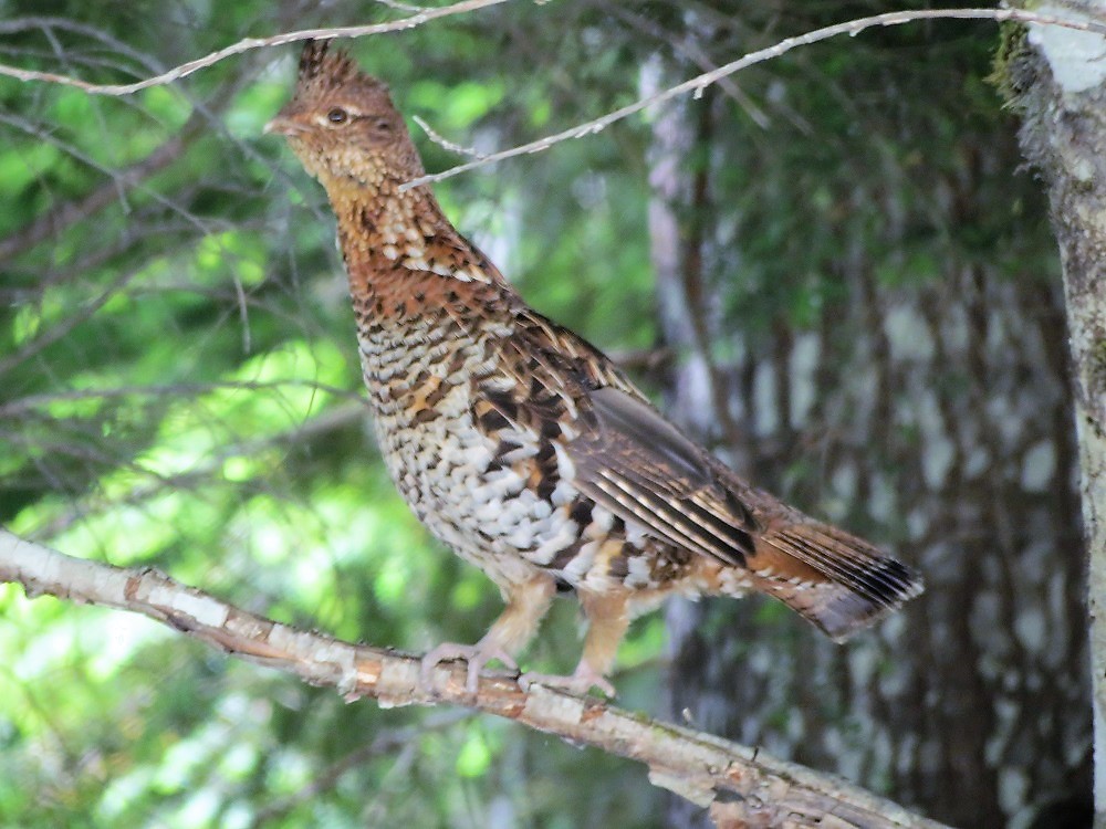 ruffed grouse (5) | Gohiking.ca
