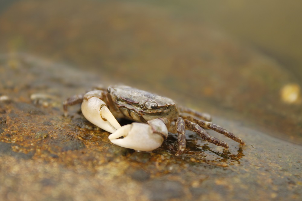 Mud Flat Crab, Crustaceans, Vancouver Island, Pacific Northwest