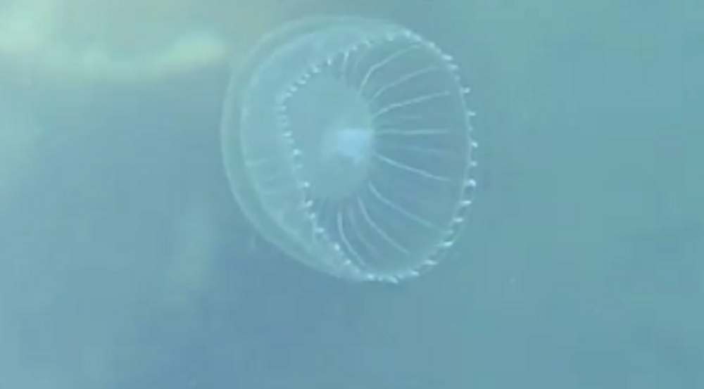 Water Jellyfish, Vancouver Island, BC