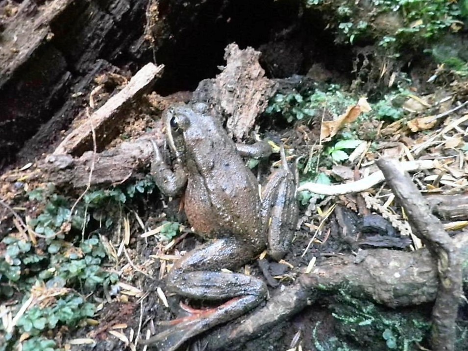 Red Legged Frog, Vancouver Island, BC