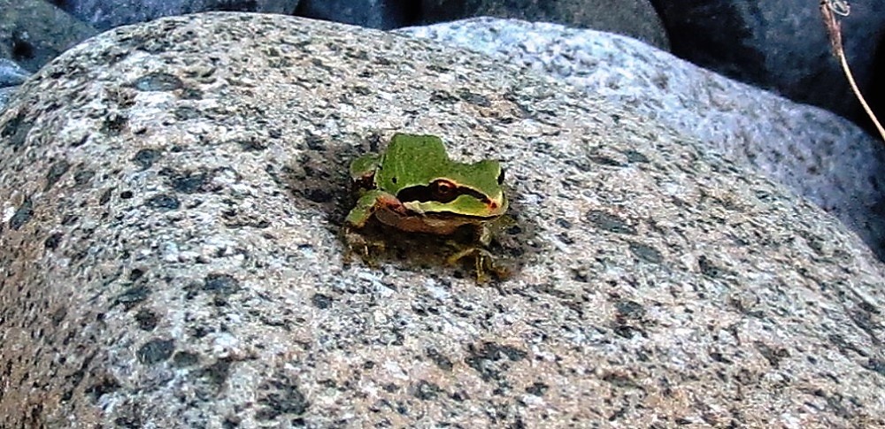 Green Tree Frog, Vancouver Island, BC
