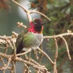 Anna Hummingbird, Vancouver Island, BC