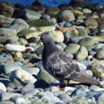Rock Pigeon, Vancouver Island, BC