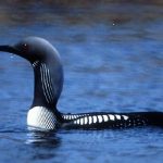Pacific Loon, Vancouver Island, BC