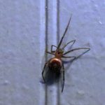 American House Spider, Vancouver Island, BC