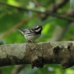 Black Throated Gray Warbler, Vancouver Island, BC