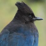 Steller Jay, Vancouver Island, BC