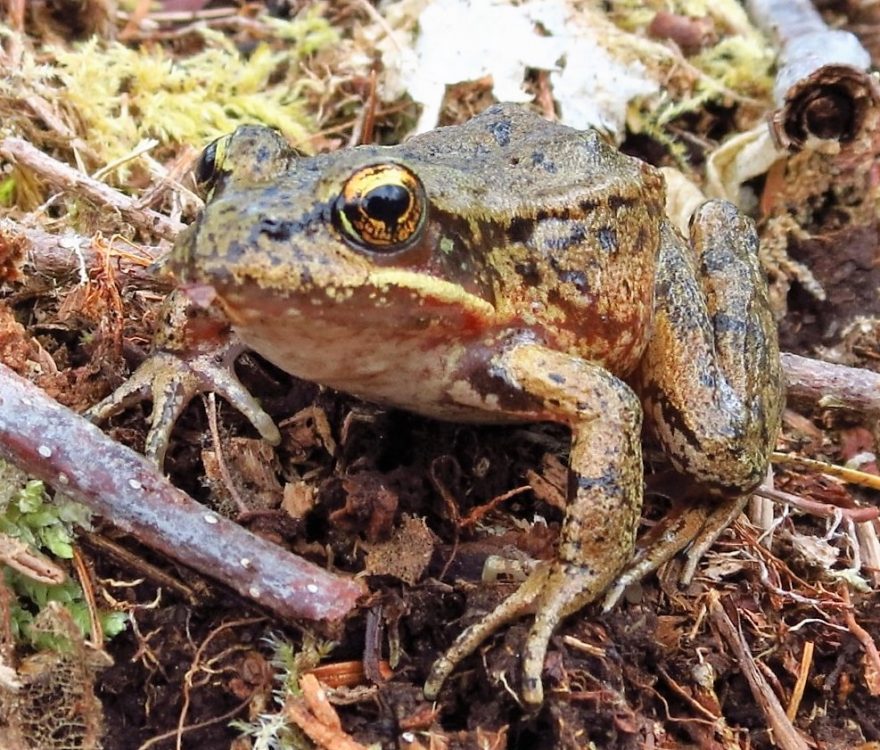 Bronze Frog, Vancouver Island, BC