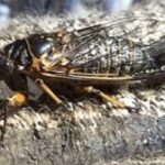 Cicada Bug, Vancouver Island, BC