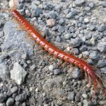 Common Centipede, Vancouver Island, BC