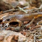 Common Ensatina Salamander, Vancouver Island, BC