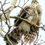 Coopers Hawk, Vancouver Island, BC