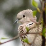 Eurasian Collared Dove, Vancouver Island, BC