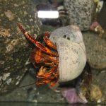 Hermit Crabs, Vancouver Island, BC