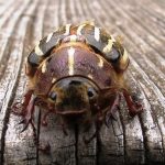 June Beetle, Vancouver Island, BC
