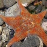Leather Starfish, Vancouver Island, BC