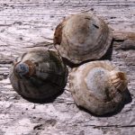 Limpets, Vancouver Island, BC