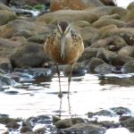 Long Billed Dowitcher, Vancouver Island, BC