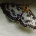 Magpie Moth, Vancouver Island, BC