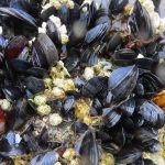 Mussels, Vancouver Island, BC