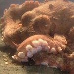 Pacific Octopus, Vancouver Island, BC