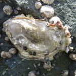 Pacific Oyster, Vancouver Island, BC