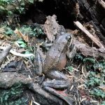 Red Legged Frog, Vancouver Island, BC