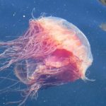 Sea Blubber Jellyfish, Vancouver Island, BC