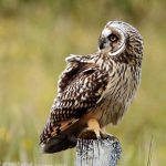 Short Eared Owl, Vancouver Island, BC