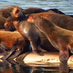Steller Sea Lions, Vancouver Island, BC