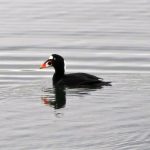 Surf Scoter Duck, Vancouver Island, BC