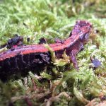 Western Redback Salamander, Vancouver Island, BC