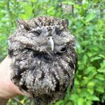 Western Screech Owl, Vancouver Island, BC
