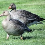 White Fronted Goose, Vancouver Island, BC