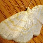 White Wave Moth, Vancouver Island, BC