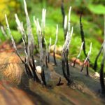 Carbon Antler Fungi, Vancouver Island, BC