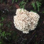 Cauliflower Mushroom, Vancouver Island, BC