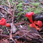 Hygrocybe Miniata, Vancouver Island, BC