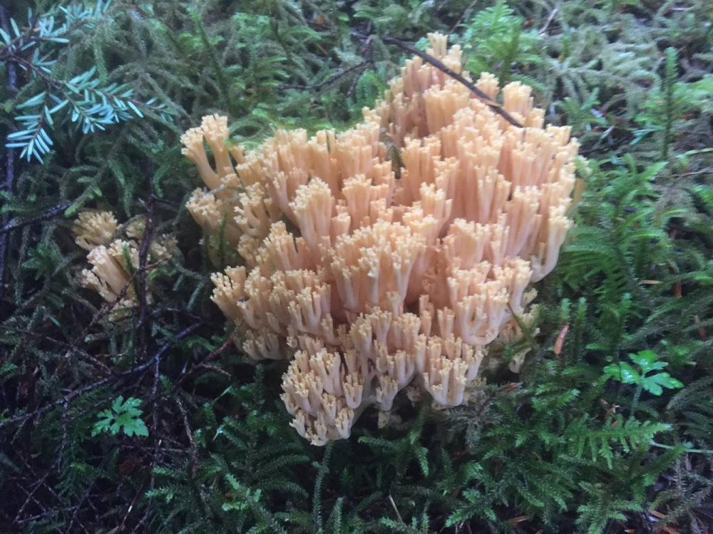 Clustered Coral Mushroom, Vancouver Island, BC