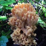 Clustered Coral Mushroom, Vancouver Island, BC