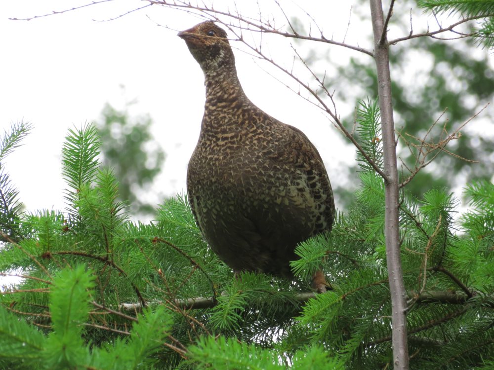 Sooty Grouse, Vancouver Island, BC